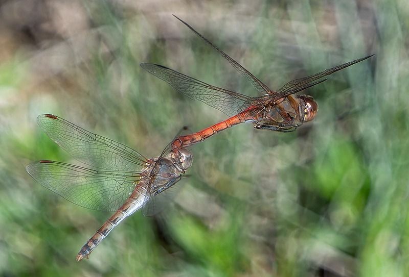 Sympetrum striolatum  - Alessandro Francolini