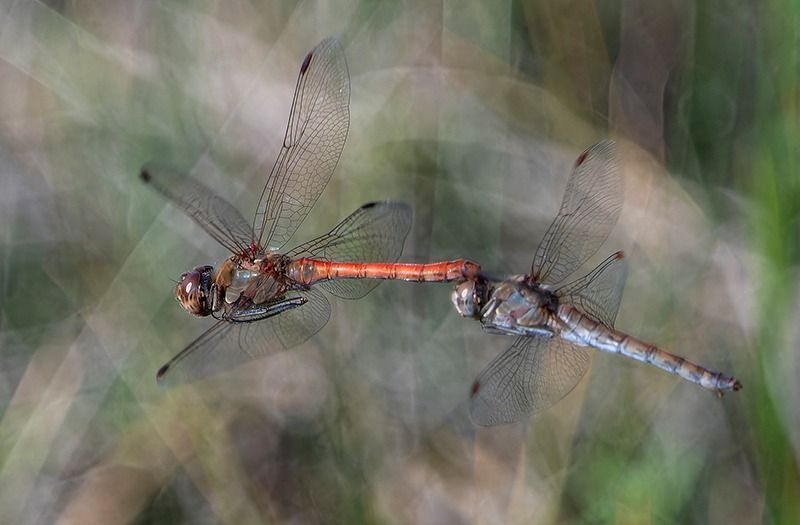 Sympetrum striolatum  - Alessandro Francolini