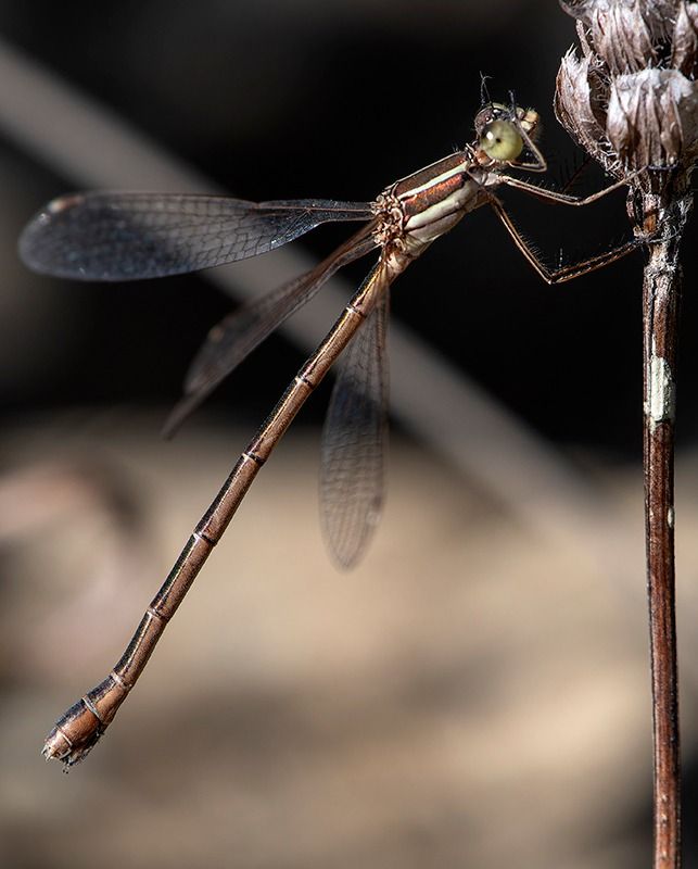 Lestes barbarus  - Alessandro Francolini