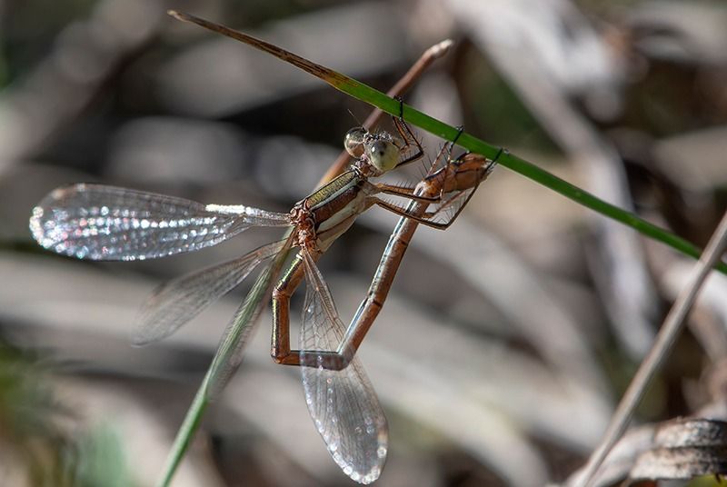 Lestes barbarus  - Alessandro Francolini