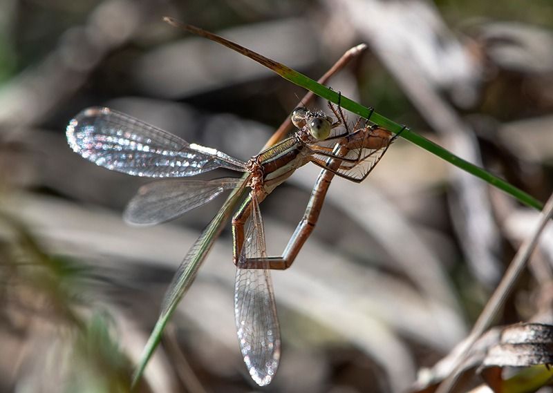 Lestes barbarus  - Alessandro Francolini