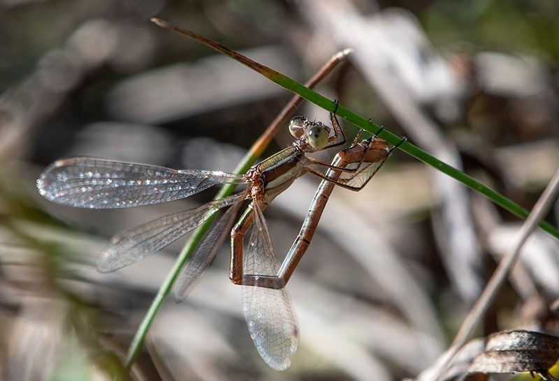 Lestes barbarus  - Alessandro Francolini