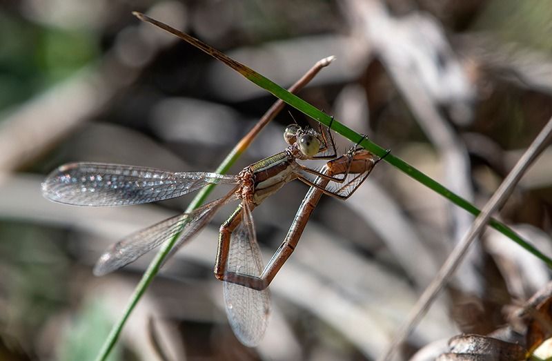 Lestes barbarus  - Alessandro Francolini