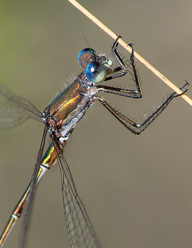 Lestes virens  - Alessandro Francolini