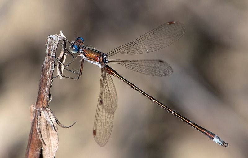 Lestes virens  - Alessandro Francolini