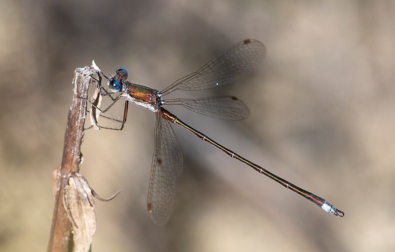 Lestes virens  - Alessandro Francolini