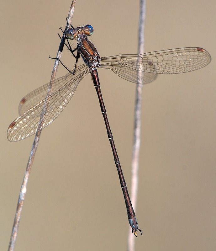 Lestes virens  - Alessandro Francolini