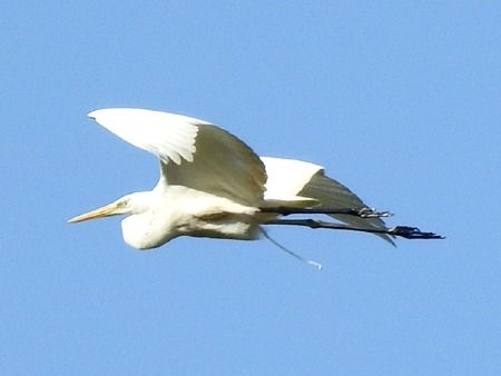 Airone bianco  - Tiziana Ciaghi