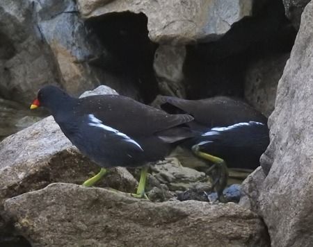 Gallinella d'acqua  - Tiziana Ciaghi