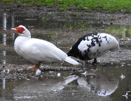 Anatra muta  - Tiziana Ciaghi