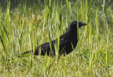 Cornacchia nera  - Tiziana Ciaghi