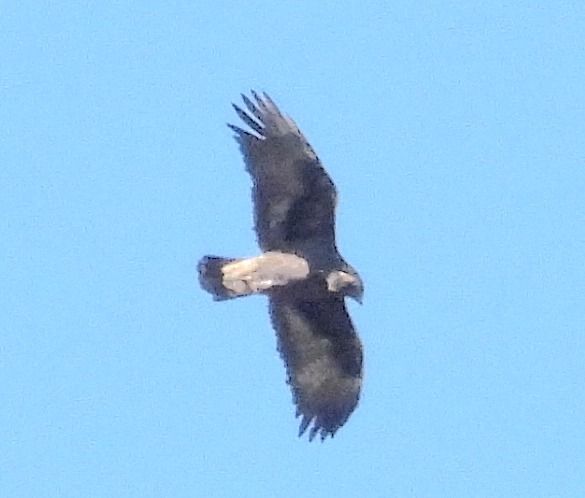 Aquila reale  - Tiziana Ciaghi