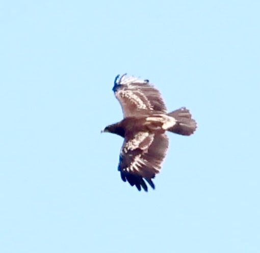 Aquila anatraia maggiore  - Renzo Storer