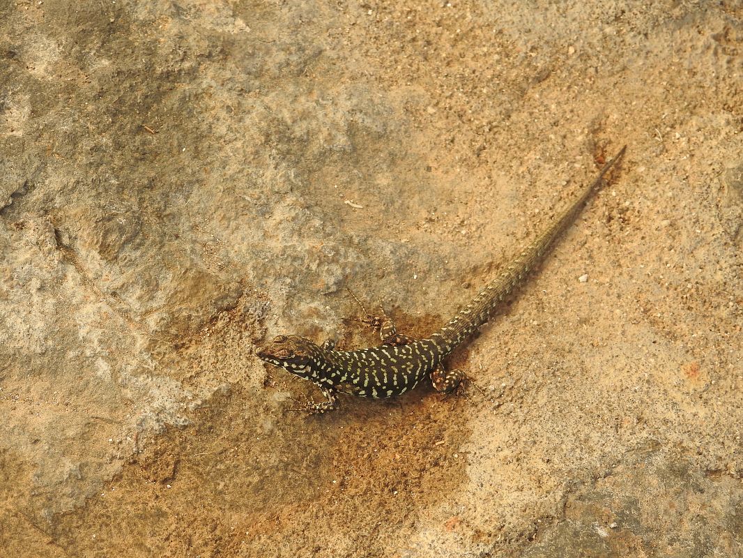 Lucertola maltese  - Fulvio Fraticelli