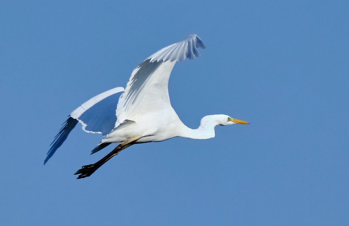 Airone bianco  - Angelo Matteucci