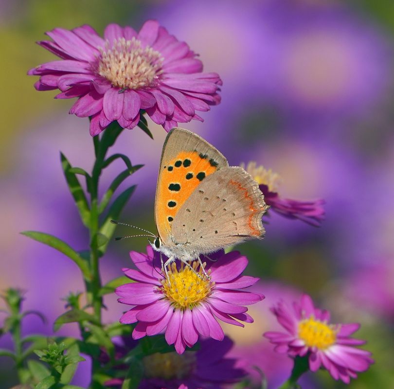 Lycaena phlaeas  - Denise Schneider