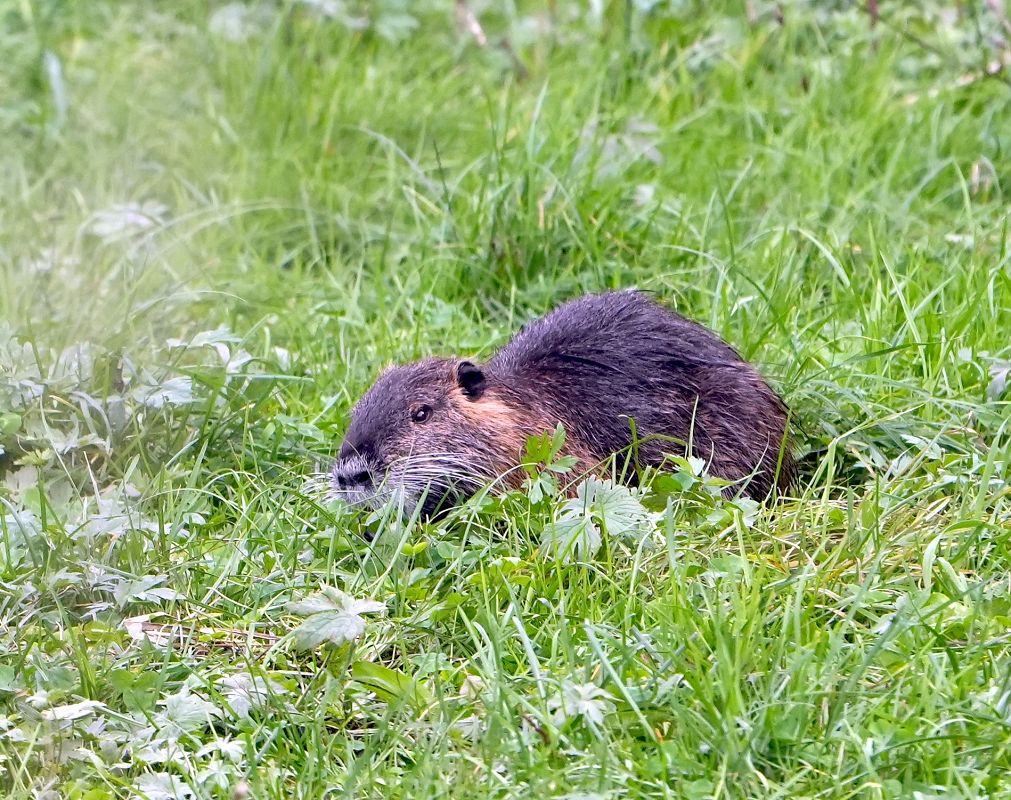 Nutria  - Denise Schneider