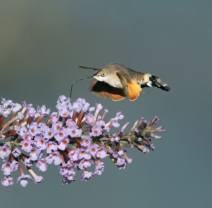 Macroglossum stellatarum  - Denise Schneider