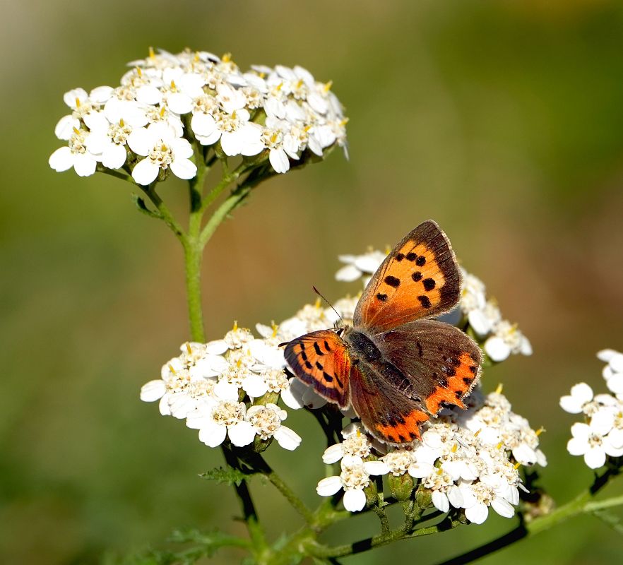Lycaena phlaeas  - Denise Schneider
