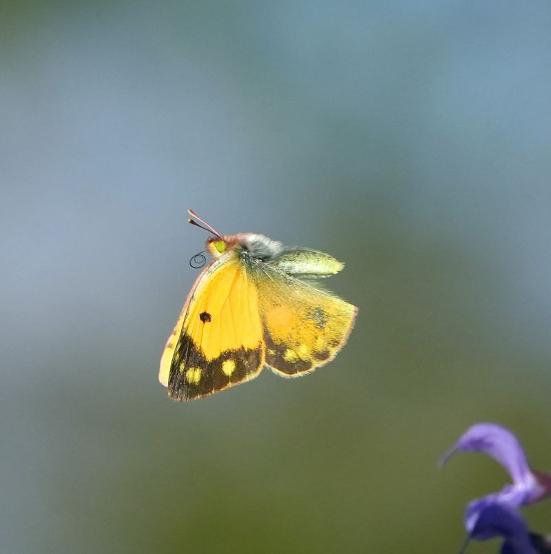 Colias crocea  - Denise Schneider