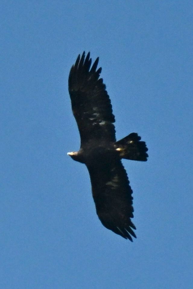 Aquila reale  - Claudio Ciullo