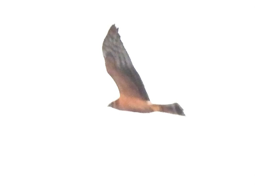 Albanella pallida  - Pucci Mario