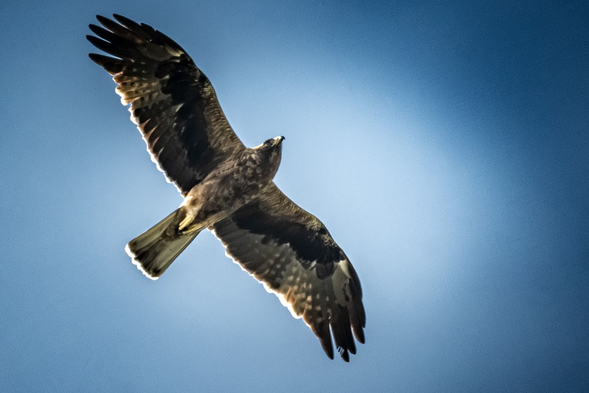 Aquila minore  - Pier Podavini