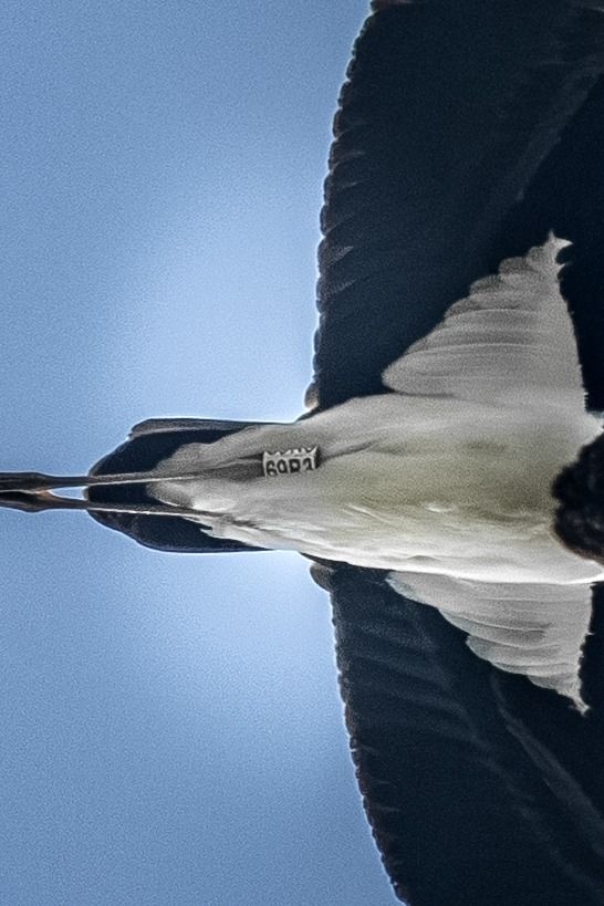 Cicogna nera  - Pier Podavini