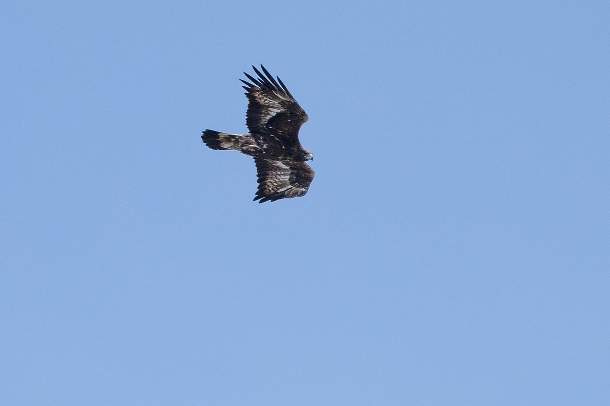 Aquila reale  - Pier Podavini