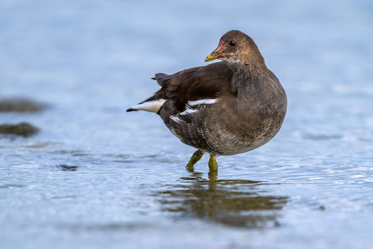 Gallinella d'acqua  - Pier Podavini
