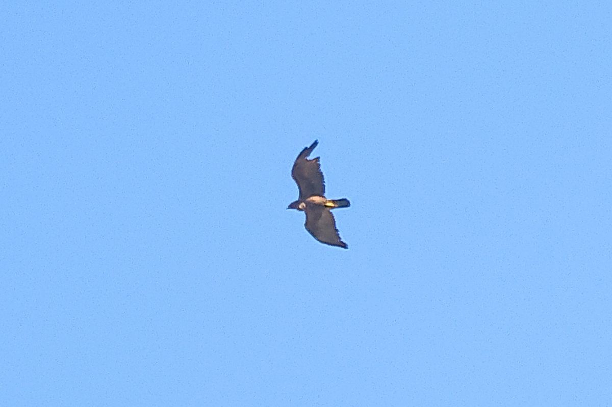 Aquila reale  - Orietta Mercori