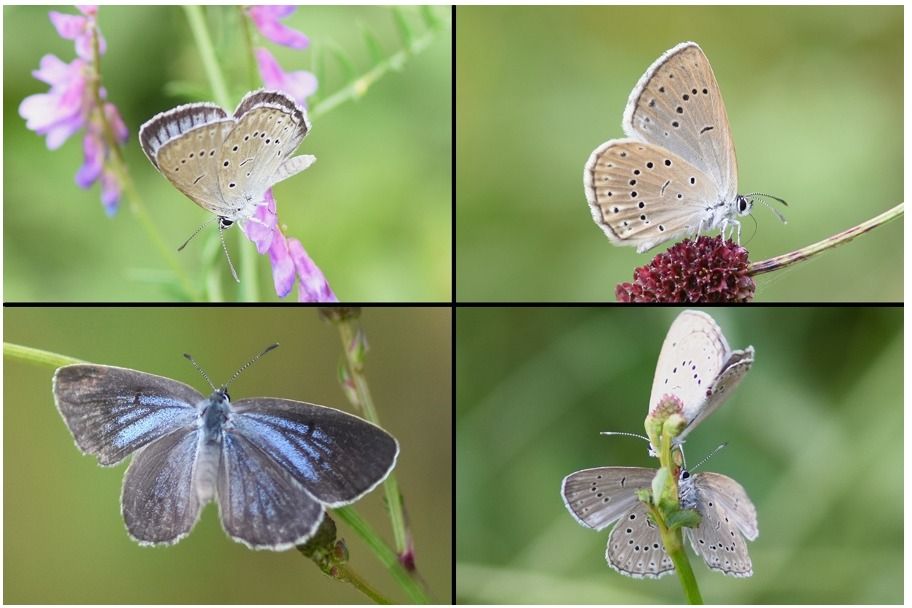 Phengaris teleius  - Osservatorio Biodiversità Rafvg (FVG)