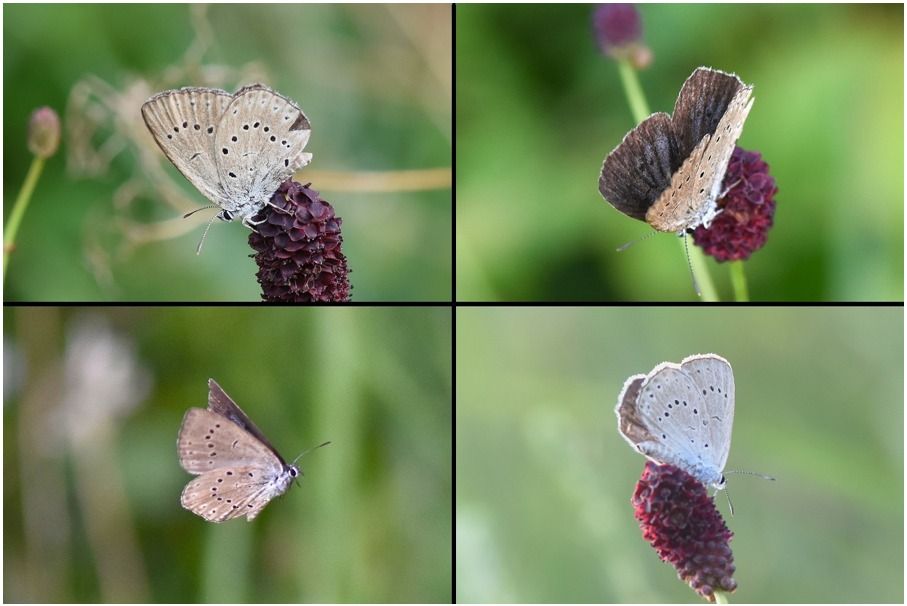 Phengaris teleius  - Osservatorio Biodiversità Rafvg (FVG)