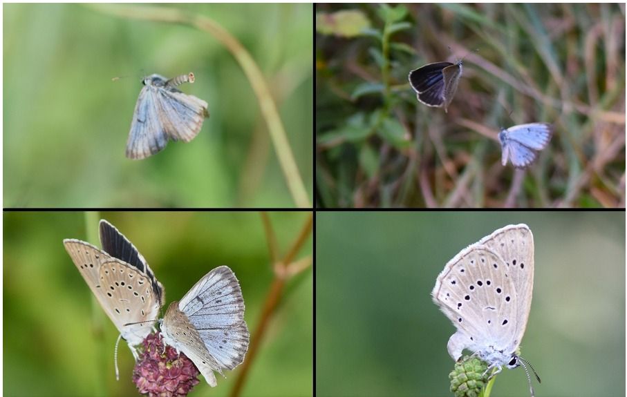 Phengaris teleius  - Osservatorio Biodiversità Rafvg (FVG)