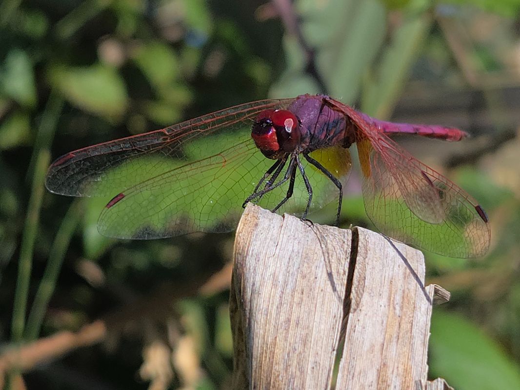 Trithemis annulata  - Alberto Manganaro
