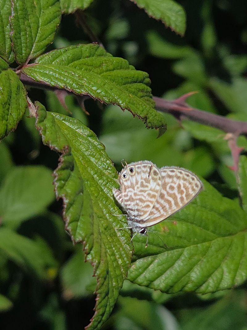 Leptotes pirithous  - Alberto Manganaro