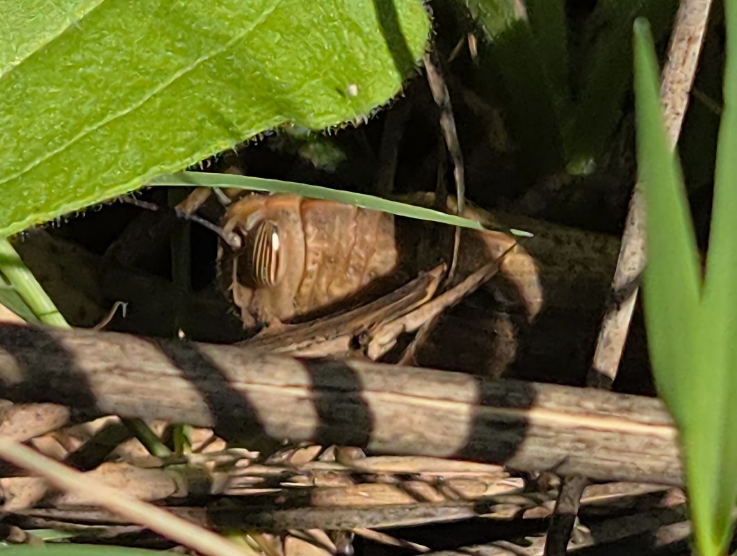 Anacridium aegyptium  - Alberto Manganaro