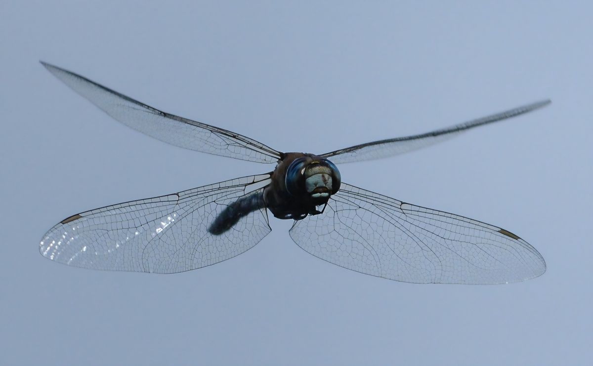Aeshna mixta  - Alberto Manganaro