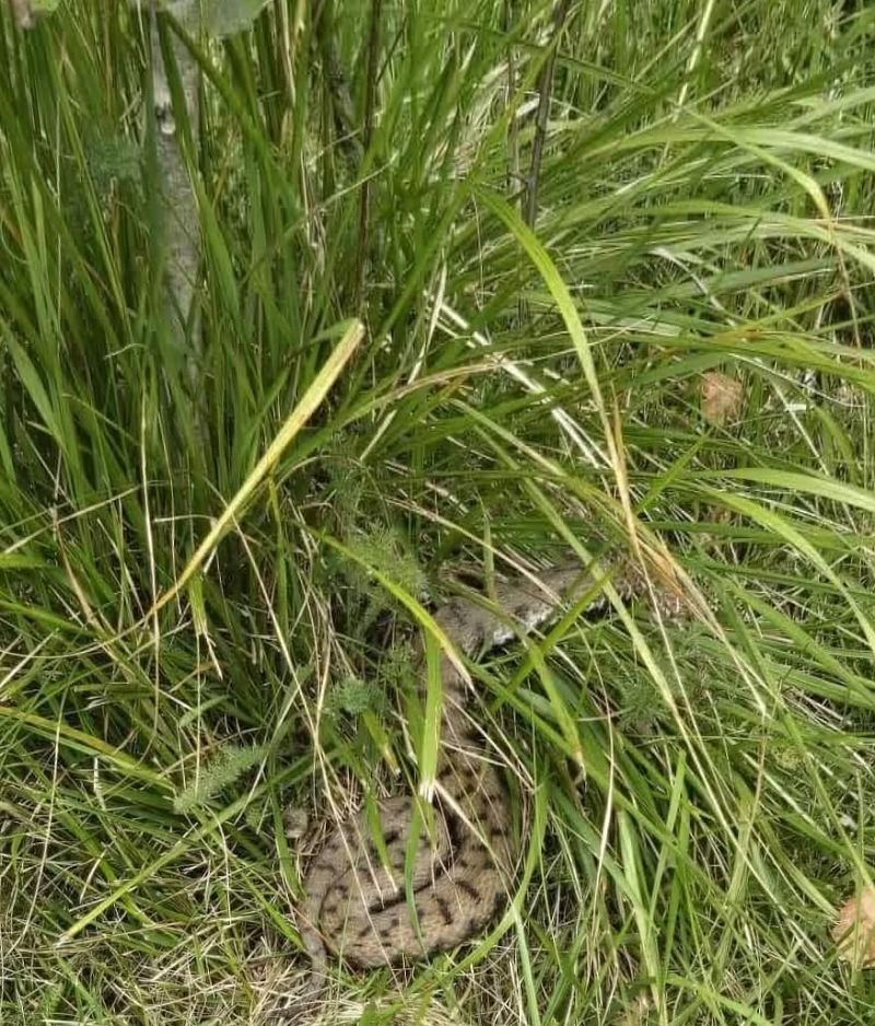 Vipera aspis / berus  - Renato Sascor