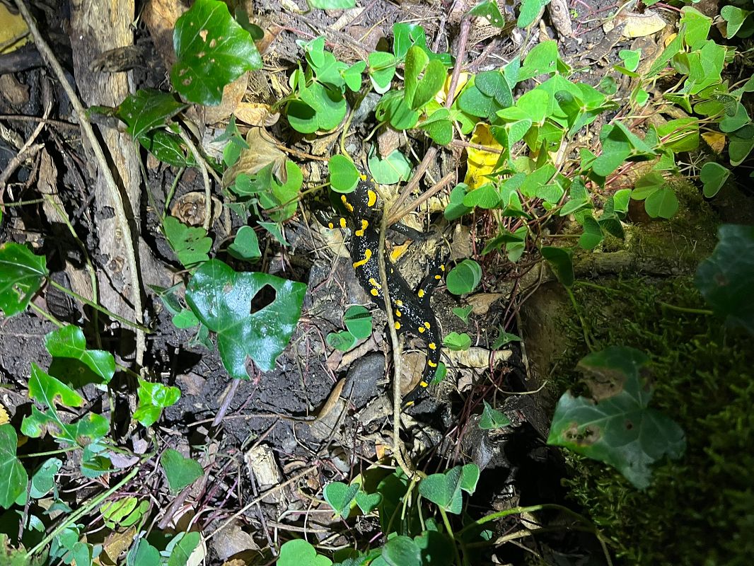Salamandra pezzata  - Renato Sascor