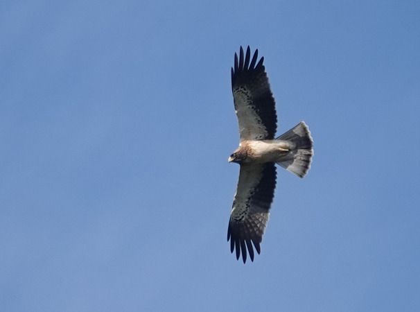 Aquila minore  - Massimo Angei