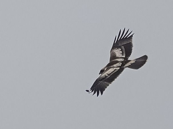 Aquila minore  - Massimo Angei
