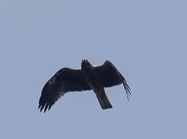 Aquila minore  - Massimo Angei