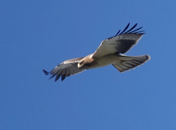 Aquila minore  - Massimo Angei