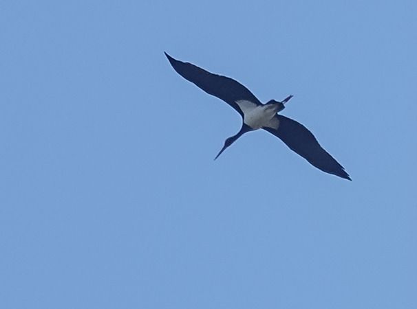 Cicogna nera  - Massimo Angei