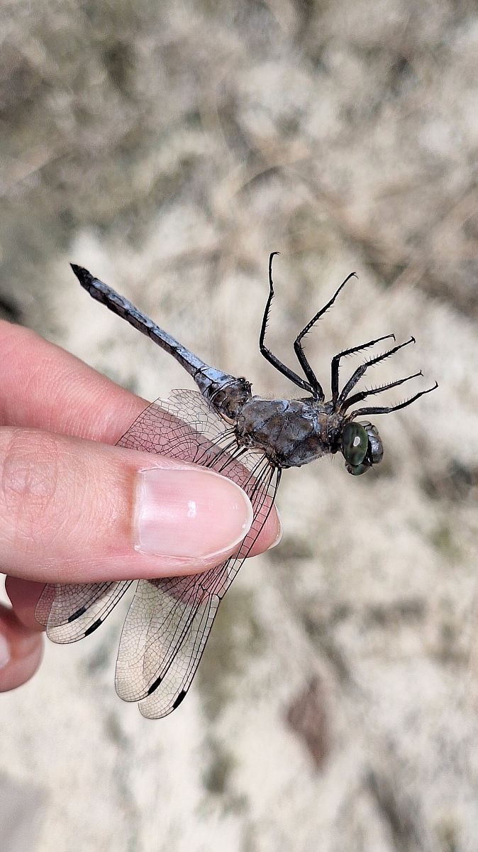 Orthetrum cancellatum  - Anna Elisa Marchetti