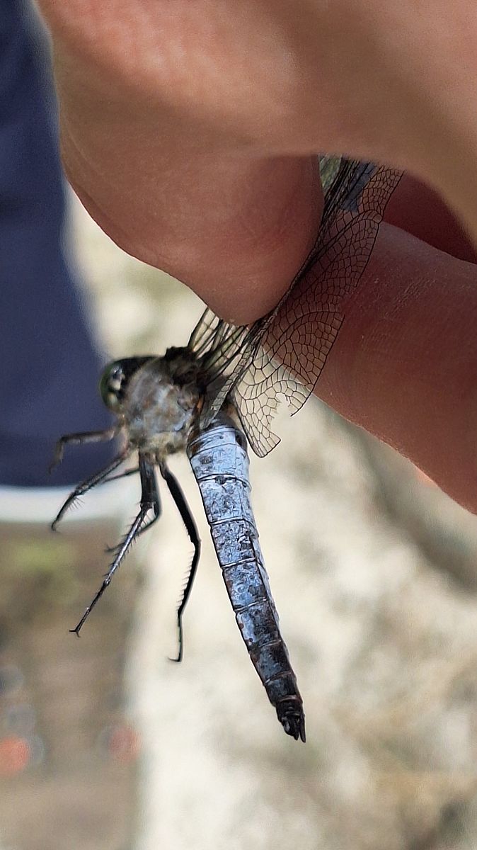 Orthetrum cancellatum  - Anna Elisa Marchetti