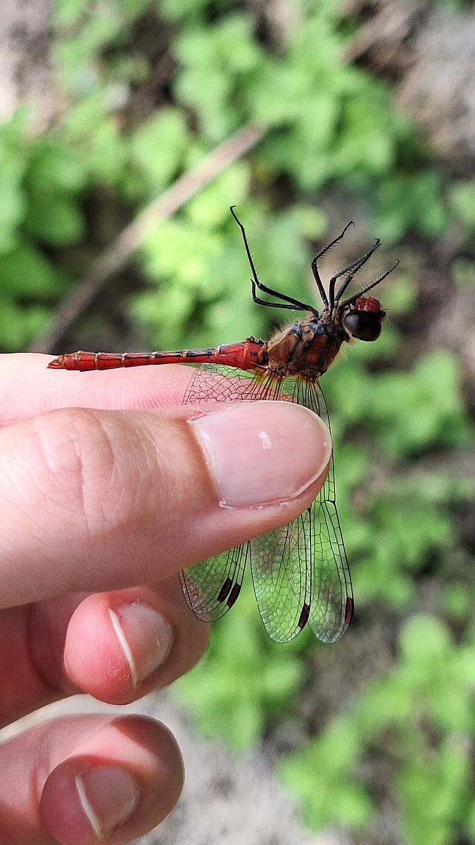 Sympetrum sanguineum  - Anna Elisa Marchetti