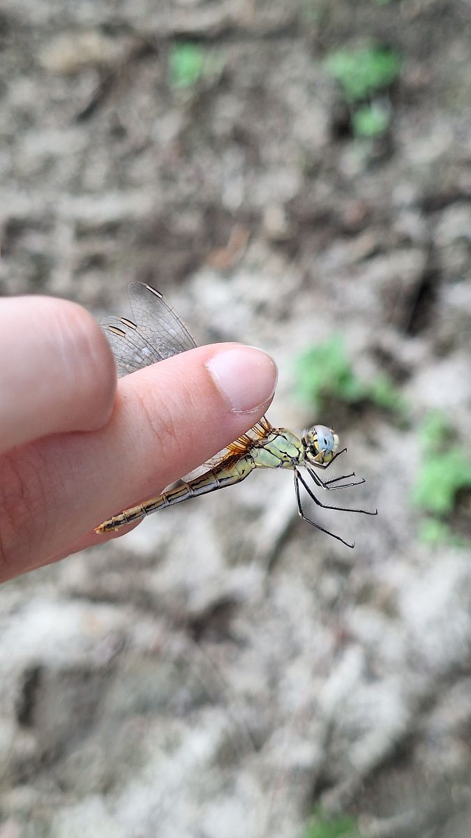 Sympetrum fonscolombei  - Anna Elisa Marchetti