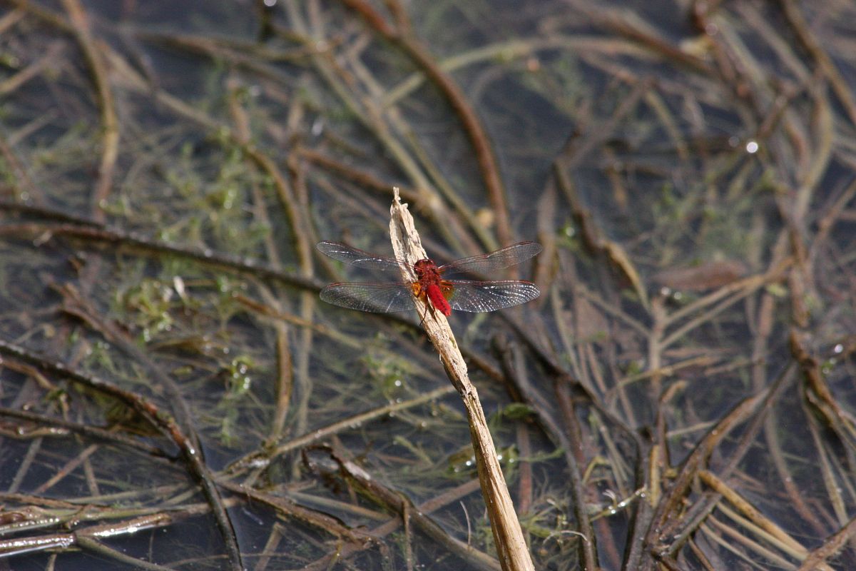 Crocothemis erythraea  - Anna Elisa Marchetti